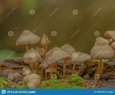 Wild Mushrooms In An Ontario Forest Stock Image Image Of Durham