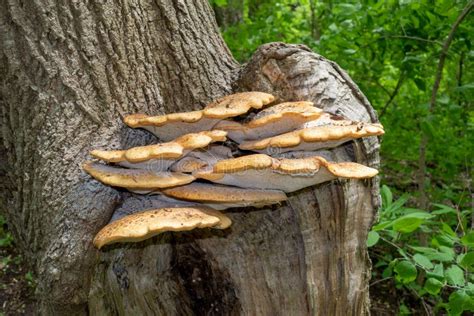 Large Dryad S Saddle Polyporus Squamosus Fungi On A Tree Trunk In A