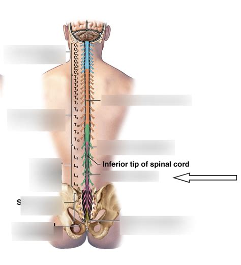 Lumbar Spine Nerves Diagram Sexiz Pix