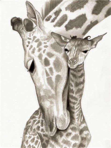 Baby Giraffe Pencil Drawing 1000 Images About Drawing On Pinterest Giraffe Art