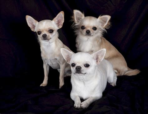 Chihuahuas Free Stock Photo Public Domain Pictures