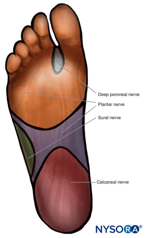 Ankle Nerve Block Procedure