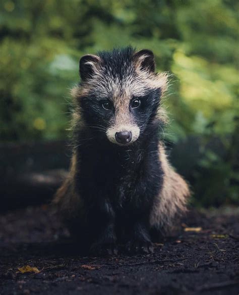 Sweet Raccoon Dog Baby ️photography By Kpunkka Earthdeluxe Animals