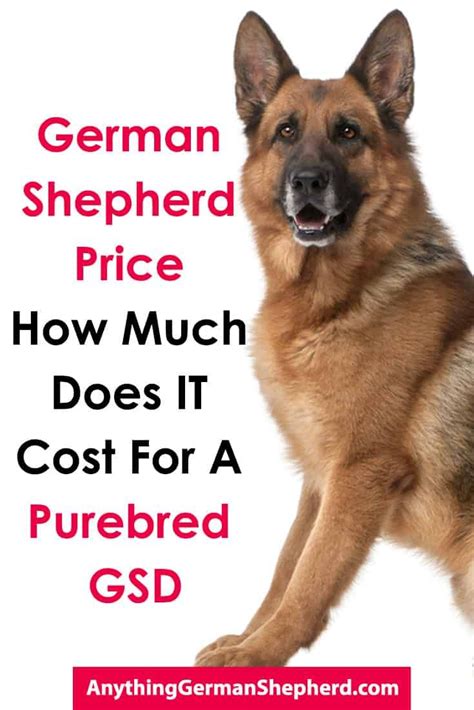 We also list what you might expect to. What Does it Cost to Purchase a Purebred German Shepherd? in 2020 | Female german shepherd ...