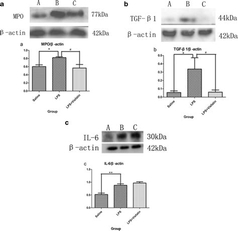 Expression Of Mpo Tgf β1 And Il 6 In Different Groups Of The Lung