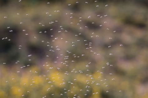 Why Do Gnats Swarm Live Science