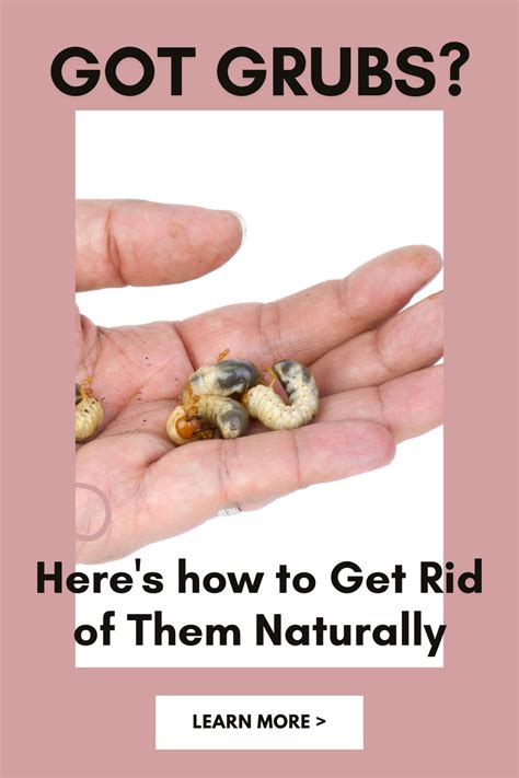 A Hand Holding Small Shells With The Words Got Grubs Heres How To Get