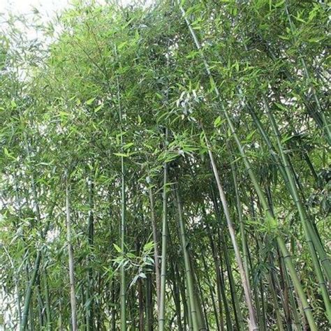 Easy Grow Giant Japanese Timber Bamboos Privacy Climbing Garden 50 Seeds