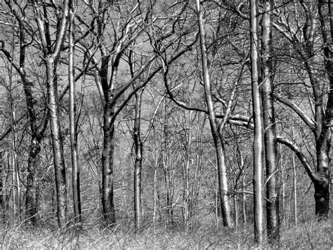 Whitewashed Winter Trees In Black And White Photograph By Rosanne