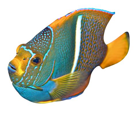 Fish Png Image Purepng Free Transparent Cc0 Png Image Library Images