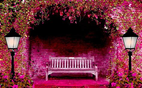Hd Wallpaper Pink Rose Flowers Garden Wallpaper Flare