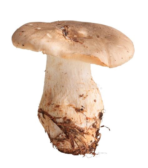 Single Fresh Mushroom Stock Photo Image Of Season Organic 16355030