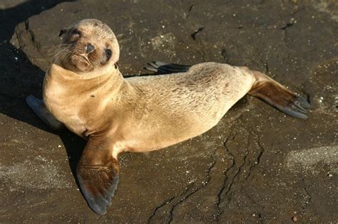 Kia Teams Up With The Pacific Marine Mammal Center To Save Baby Sea