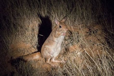 South Africas Rare Mammals Naturetrek