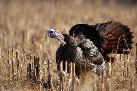 Hipwallpaper is considered to be one of the most powerful curated wallpaper community online. Wild Turkey Wallpapers - Top Free Wild Turkey Backgrounds ...