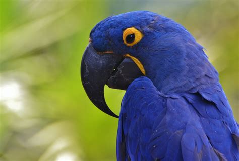 Hyacinth Macaw The Largest Parrot In The World One Earth