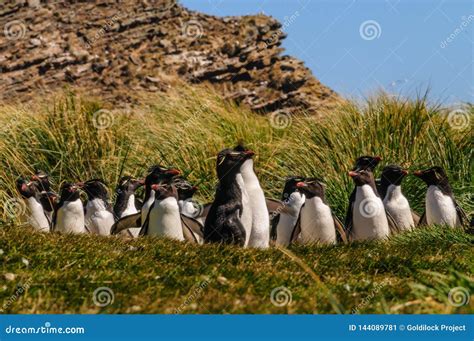 Pinguins De Rockhopper Imagem De Stock Imagem De Funil 144089781