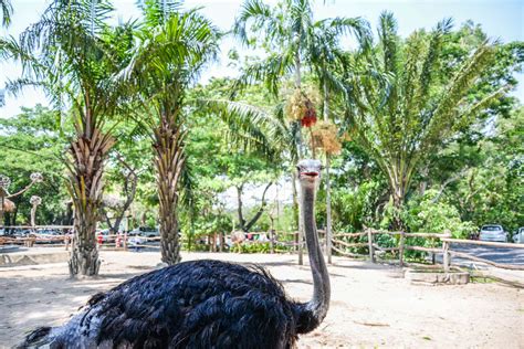 Ostrich In Open Zoo Stock Image Colourbox