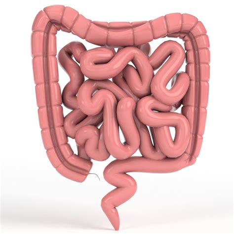 Human Intestine 3d Model Turbosquid 1151752