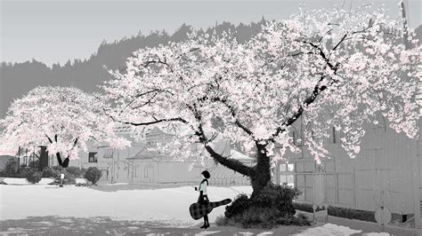 Cherry Blossom Black And White Wallpaper