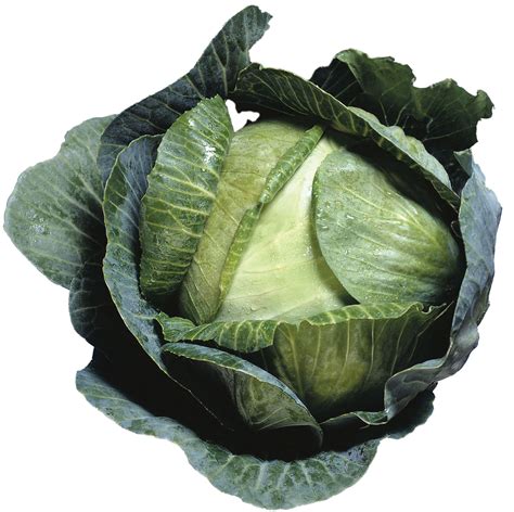 Cabbage Png Images Transparent Background Png Play