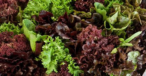 Petite Mixed Lettuce Delicious Farm To Table Vegetables The Chefs