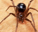 Possible male black widow? Help with ID -- Macro in photography-on-the ...