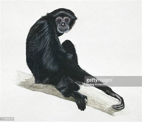 Gibbon Ape Stock Illustrations And Cartoons Getty Images