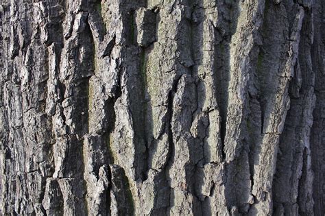 Bark Tree Trunk Of Free Photo On Pixabay Pixabay