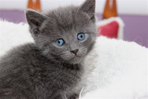 Gray Kitten Photograph By Joyce Baldassarre Pixels