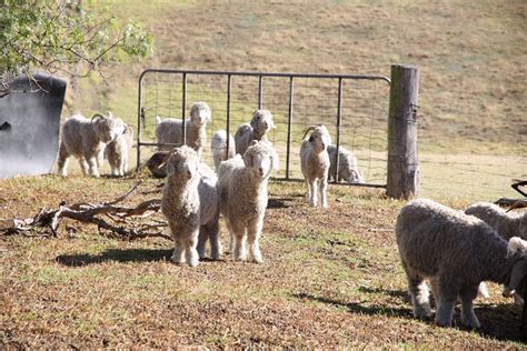 Mohair Produced By Angora Goats Hits A New Australian Sale Record Now