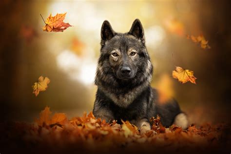 Tamaskan Dog In Autumn Forest By Wolfskuss