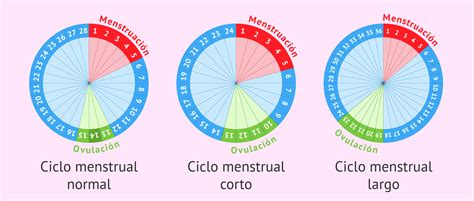 Tipos De Ciclos Menstruales
