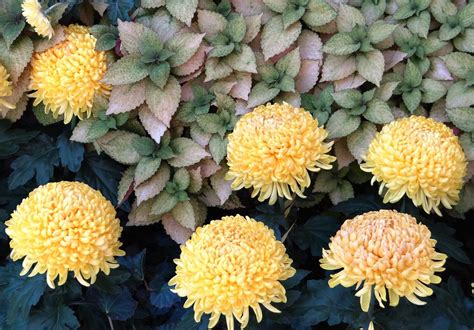 Powell Gardens Blog Flowers That Defy Jack Frost