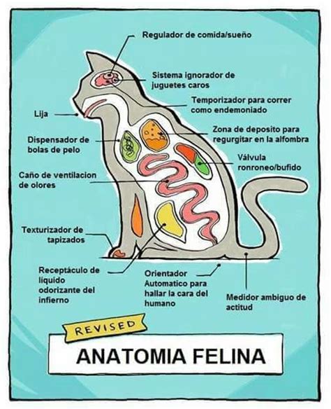Anatomía Felina 😹 Cat Anatomy Feline Anatomy Cat Facts