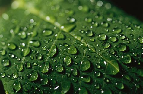 Water Drops And Droplets On A Leaf Photograph By Taylor S Kennedy