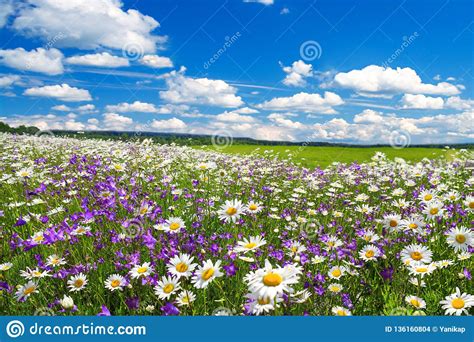 Spring Landscape With Flowering Flowers On Meadow Stock Photo Image