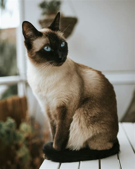 Siamese Cat Pictures Download Free Images On Unsplash