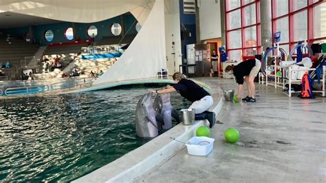 Baltimore Aquarium National Aquarium Dolphin Training Session Tour