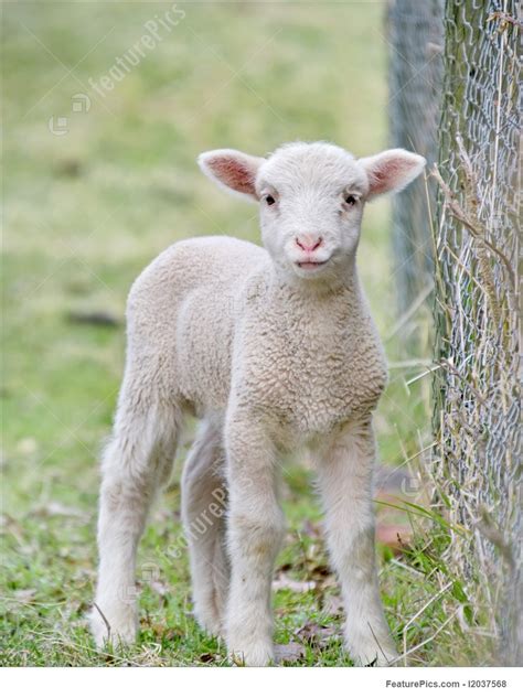Domestic Animals Cute Baby Lamb Stock Picture I2037568
