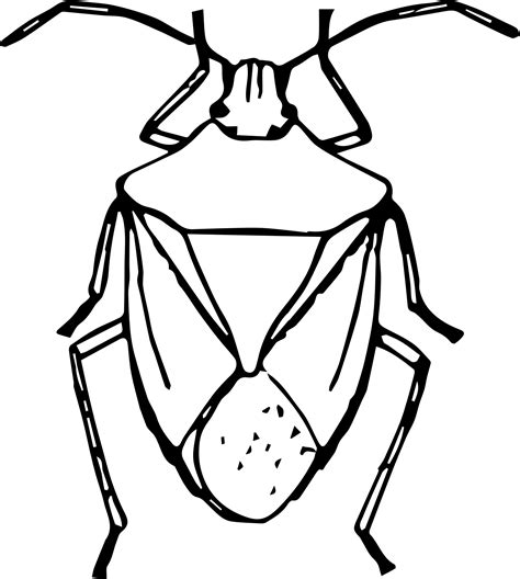 Stink Bug Drawing Easy Clip Art Library