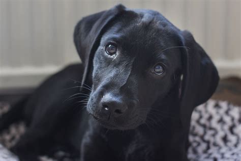 17 Labrador Retriever Pictures To Brighten Your Day