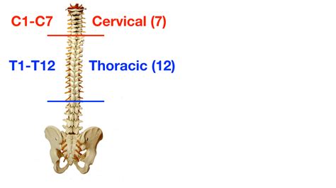 Vertebral Column Anatomy Cervical Thoracic Lumbar Sacral Spine EZmed