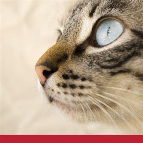 Uveitis can be associated with systemic diseases like feline infectious. Eye Inflammation (Anterior Uveitis) In Cats - PetlifeCA