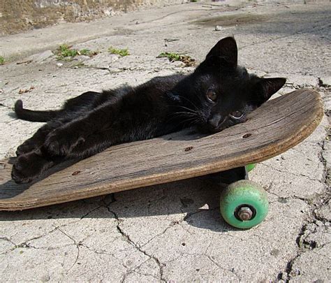 57 Best Cats N Skateboards Images On Pinterest Baby