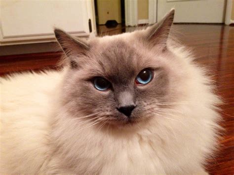 My Beautiful Blue Eyed Ragdoll Cat Aww