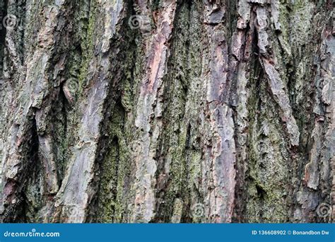 Close Up Of Old Tree Bark Stock Photo Image Of Pattern 136608902