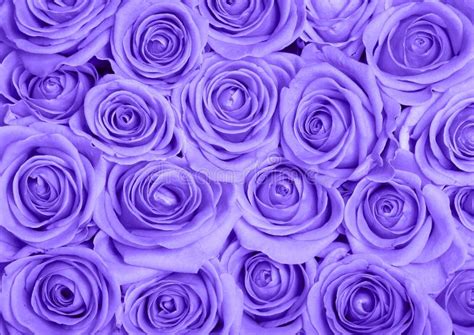 52086 Purple Roses Stock Photos Free And Royalty Free Stock Photos