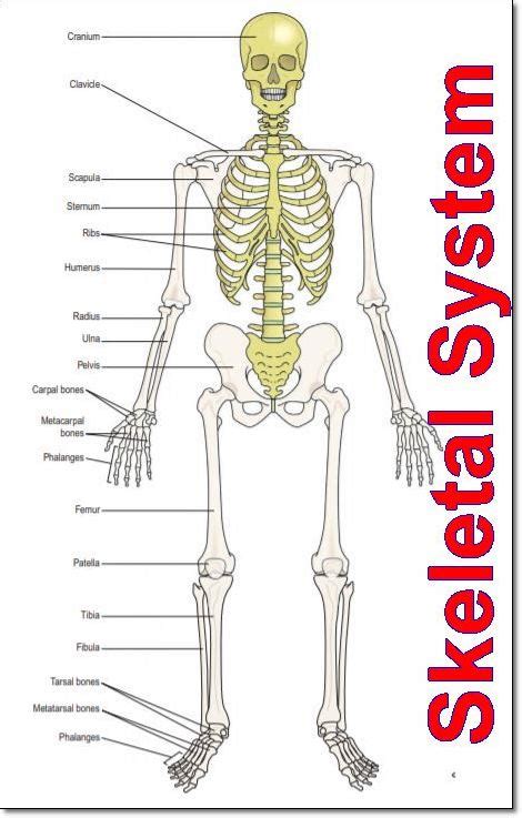 The Skeletal System Parts And Functions Human Body Bone Names Nursing Exam Paper