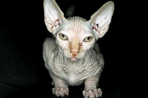 Ugly Sphynx Cat The Latest Must Have Pet Picture